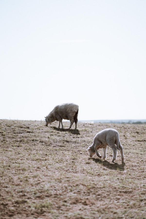 Coorong Island Retreat - Farm Stay At Pet Friendly Property Meningie Buitenkant foto
