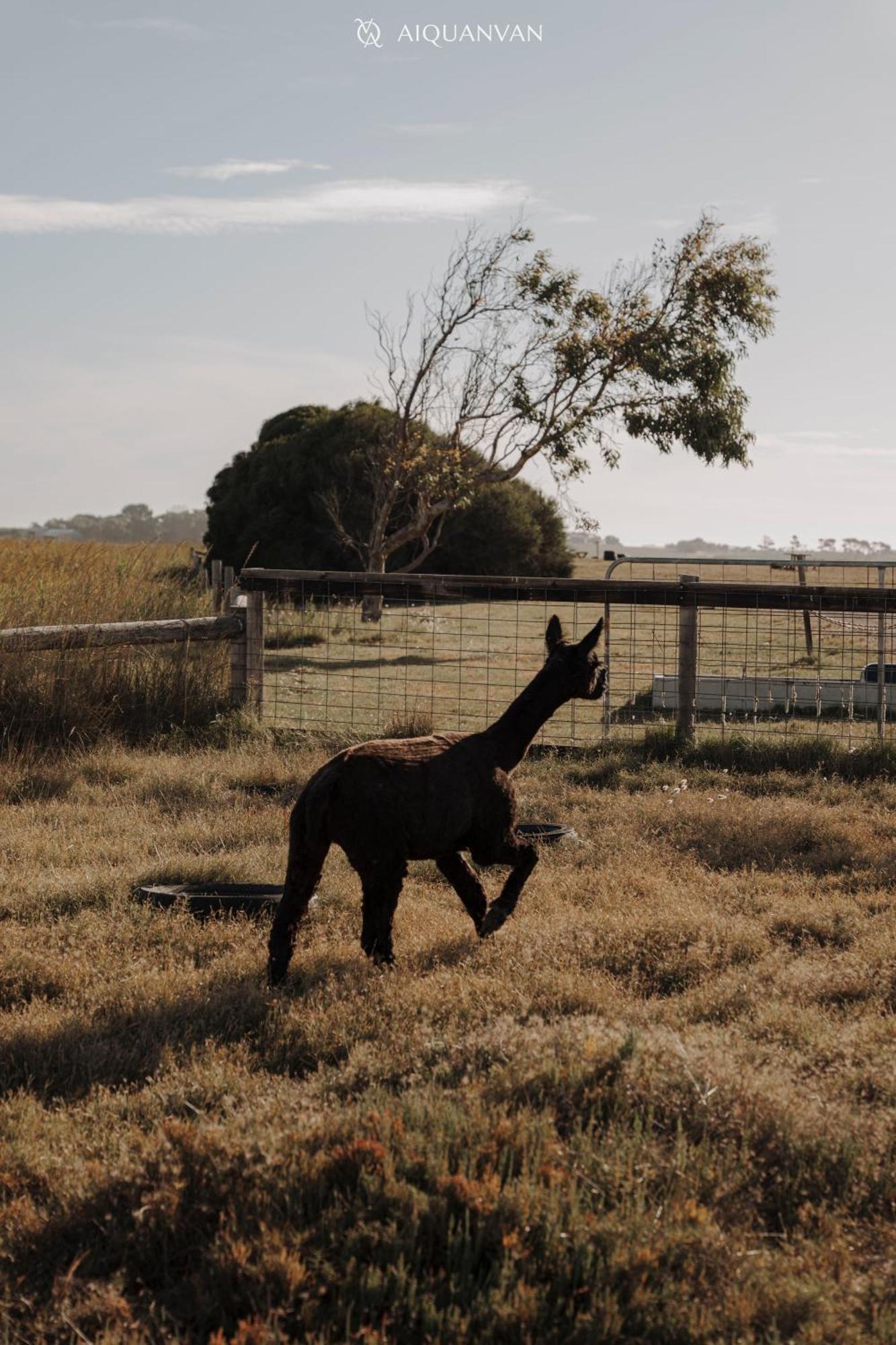 Coorong Island Retreat - Farm Stay At Pet Friendly Property Meningie Buitenkant foto